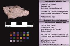 Foto (Objekt + Etiketten) von Goniodromitidae indet. (NHMW-GEO-1990-0041-0254)